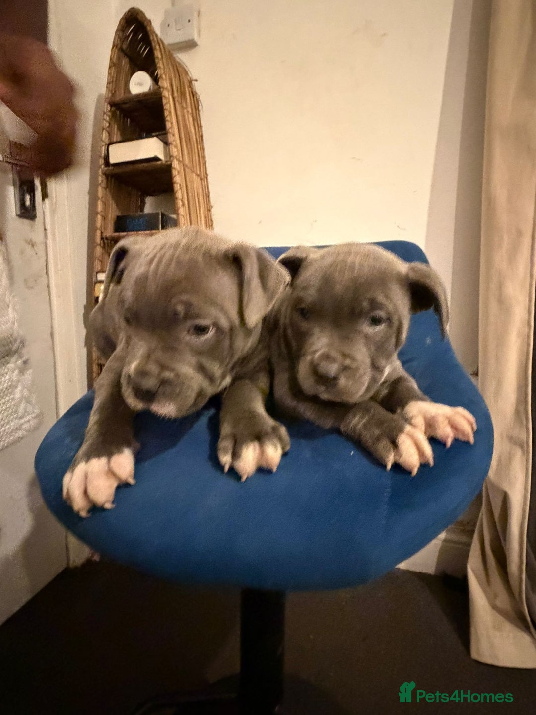 Mixed Breed dogs for sale: 2 Half Staffy & Half American Bulldog Puppies  - Advert 1