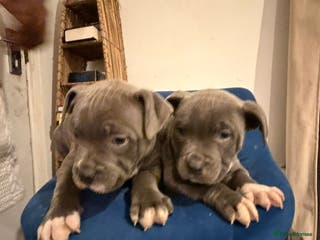 Mixed Breed dogs 2 Half American Staffy & Half Bulldog Puppies - Advert 5