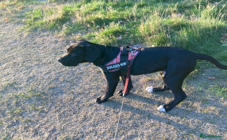 Cane Corso dogs Cane Corso Black Male 6 Months For Sale - Advert 1