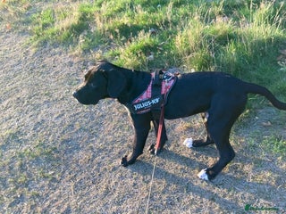Cane Corso dogs Cane Corso Black Male 6 Months For Sale - Advert 2