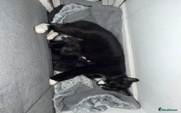 Domestic Shorthair cats for sale: 3 baby kittens ready for  **  eve - Image 8