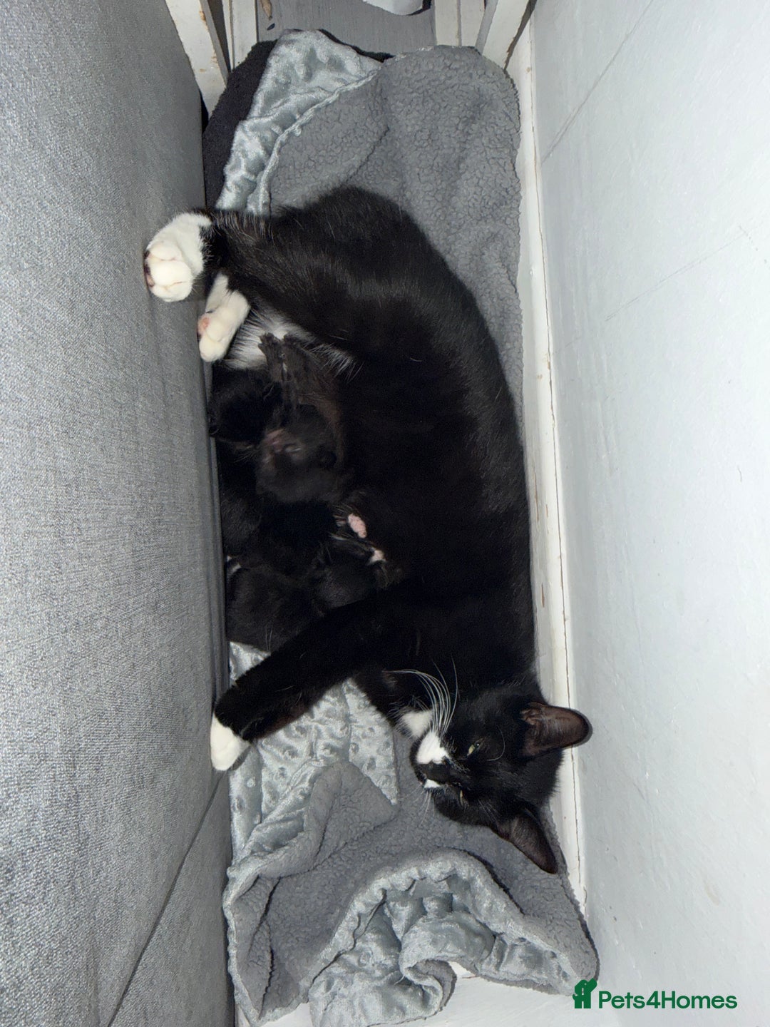 Domestic Shorthair cats for sale: 3 baby kittens ready for  **  eve - Image 8