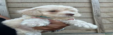 Jackapoo 2