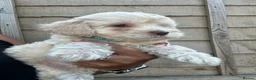 Jackapoo dogs for sale: Beautiful Jackapoos for sale  - Advert 6