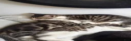 Mixed Breed cats for sale: Kittens in Newport - Advert 3