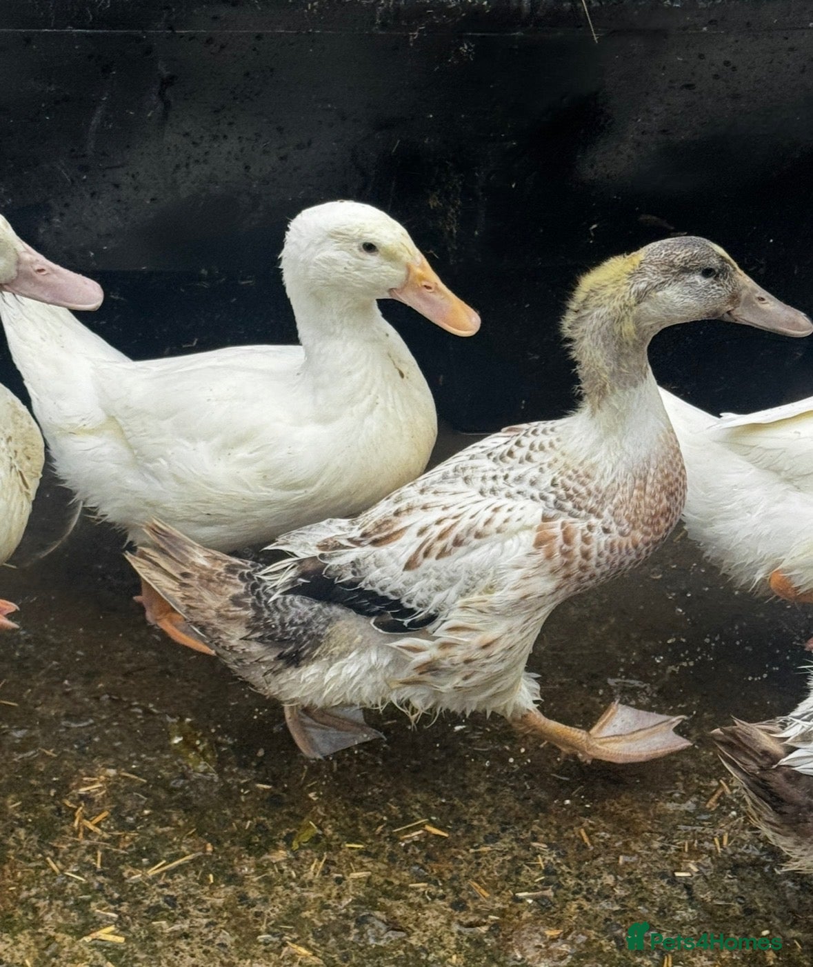 Ducks poultry Young drakes, Cherry Valley, Welsh Harlequin - Advert 1