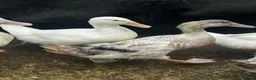 Ducks poultry for sale: Young drakes, Cherry Valley, Welsh Harlequin - Advert 1
