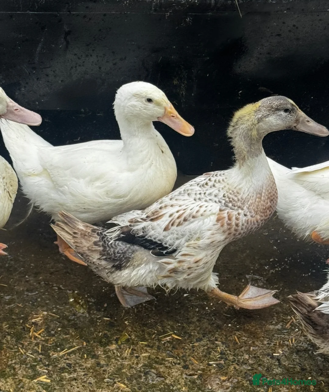 Ducks poultry for sale: Young drakes, Cherry Valley, Welsh Harlequin - Advert 1
