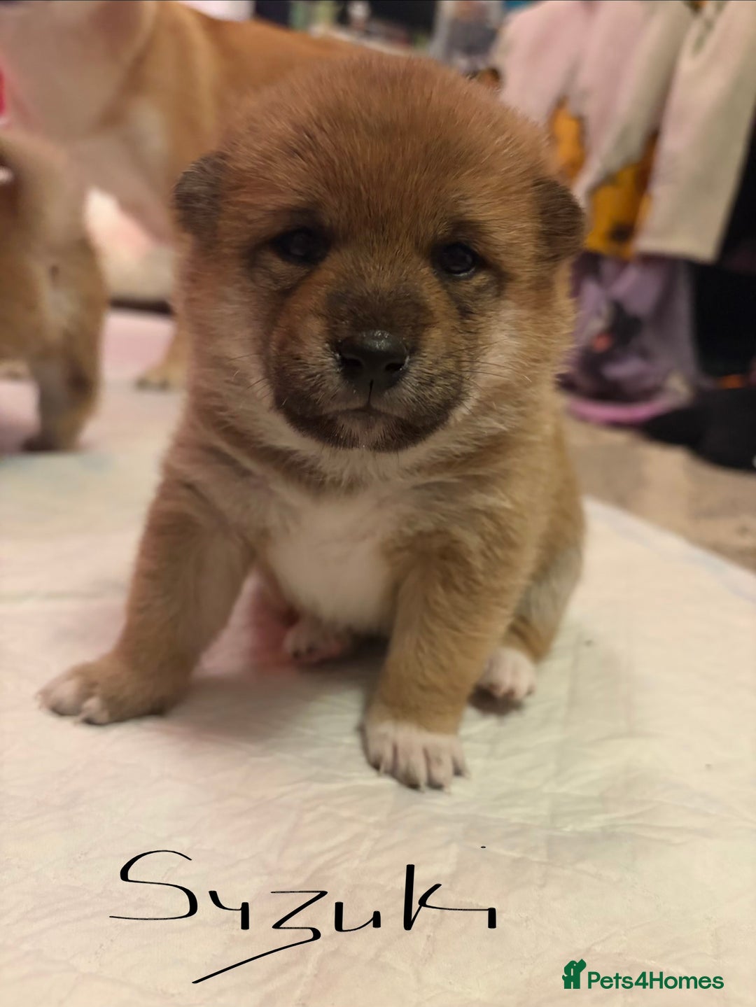 Japanese Shiba Inu dogs for sale: Japanese Shiba Inu puppies  - Advert 1
