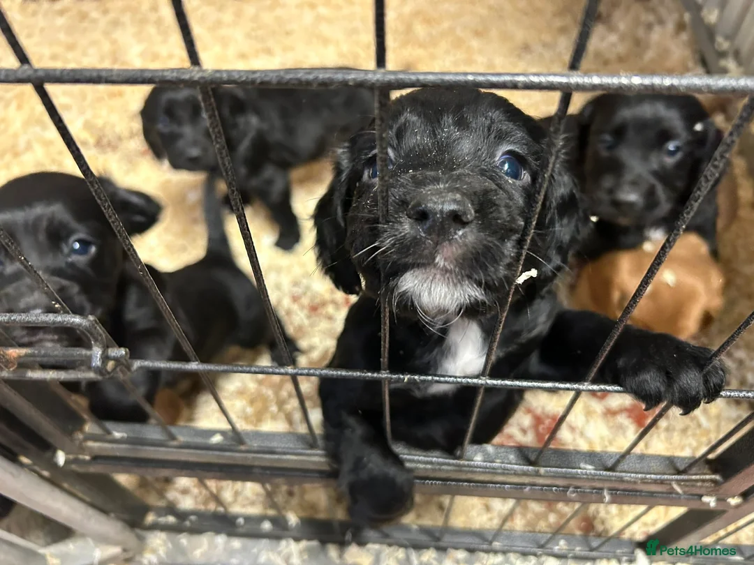 Cocker Spaniel dogs for sale: 4 Working Cocker Spaniel pups - excellent pedigree - Advert 1