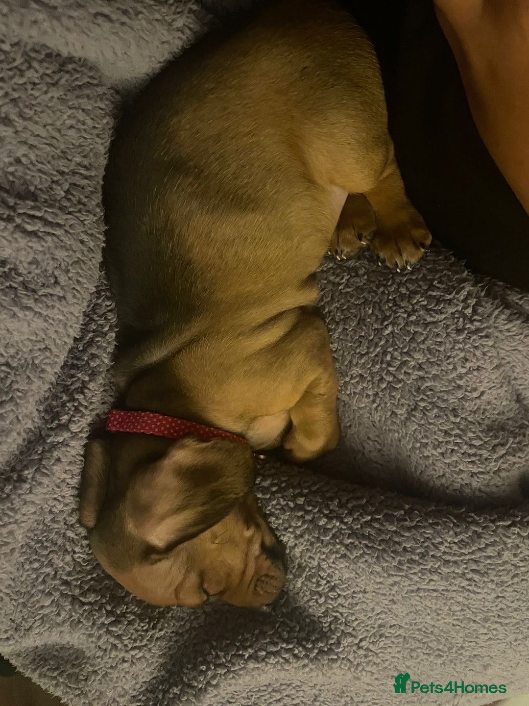 Dachshund dogs for sale: 9 week old dachshund  - Image 4