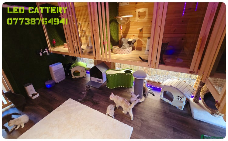British Shorthair cats - Advert 6