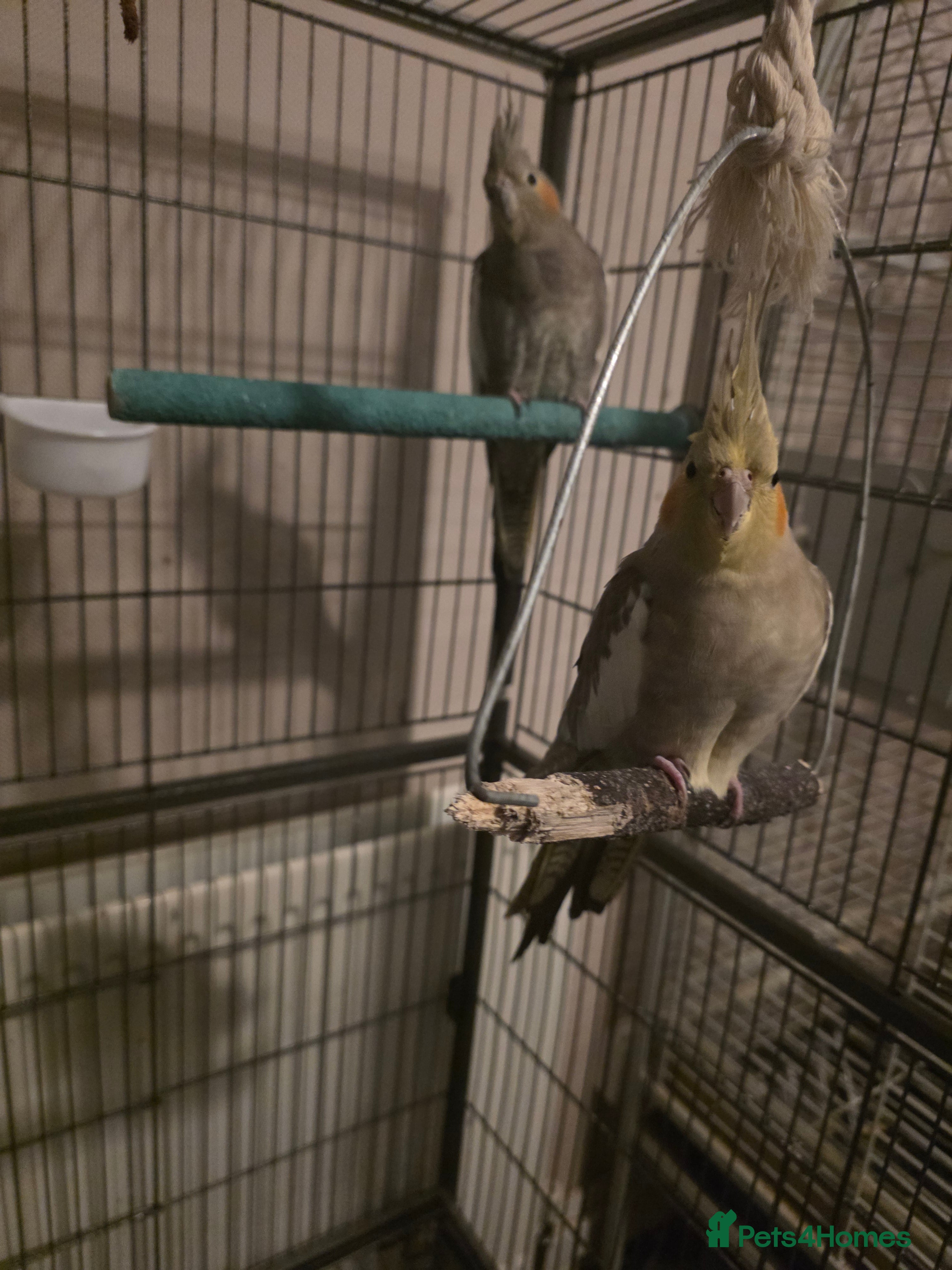Parrots birds 2 cockatiel for sale  - Advert 7
