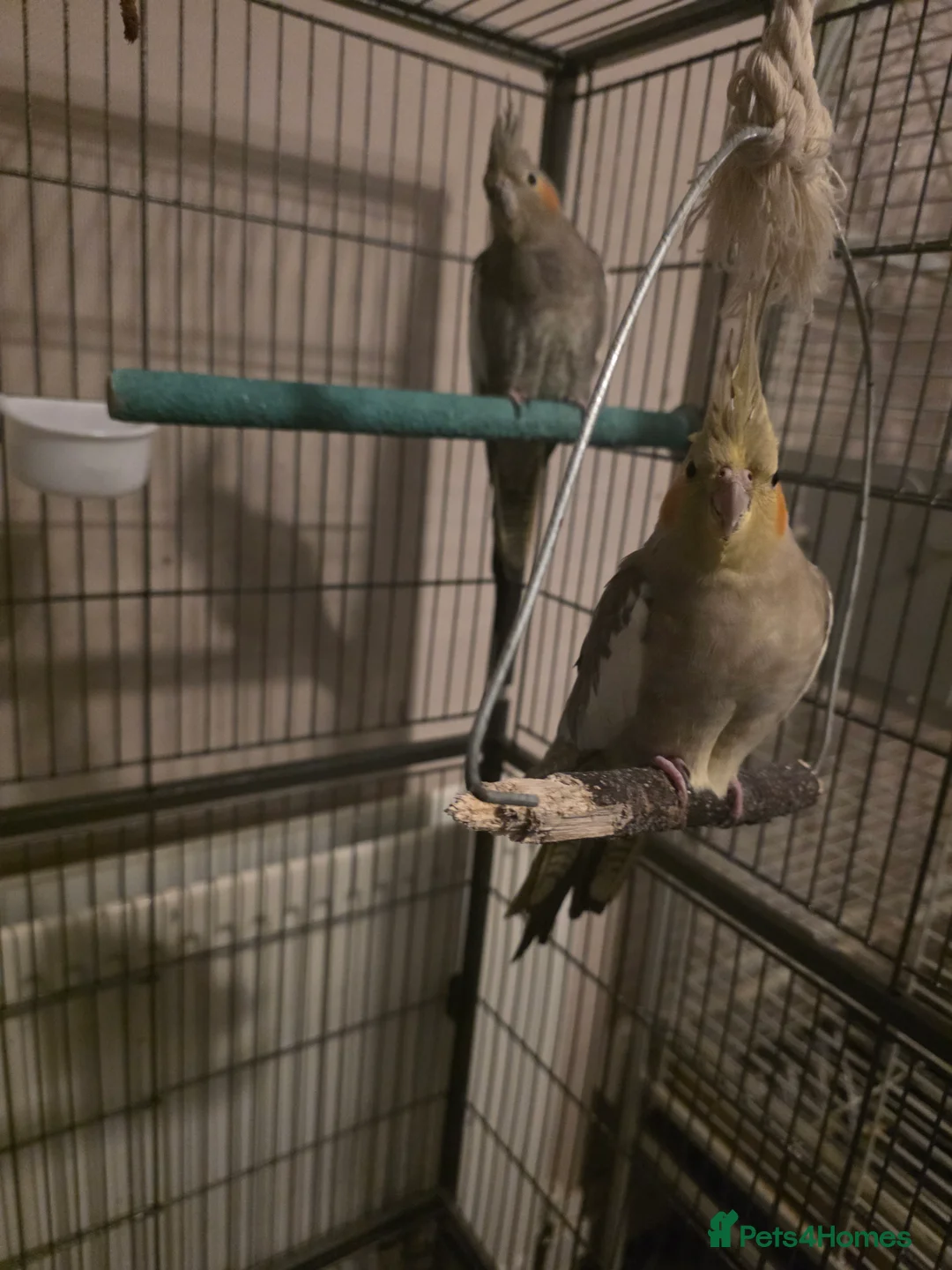 Parrots birds for sale: 2 cockatiel for sale  - Advert 1