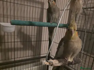 Parrots birds 2 cockatiel for sale - Advert 7