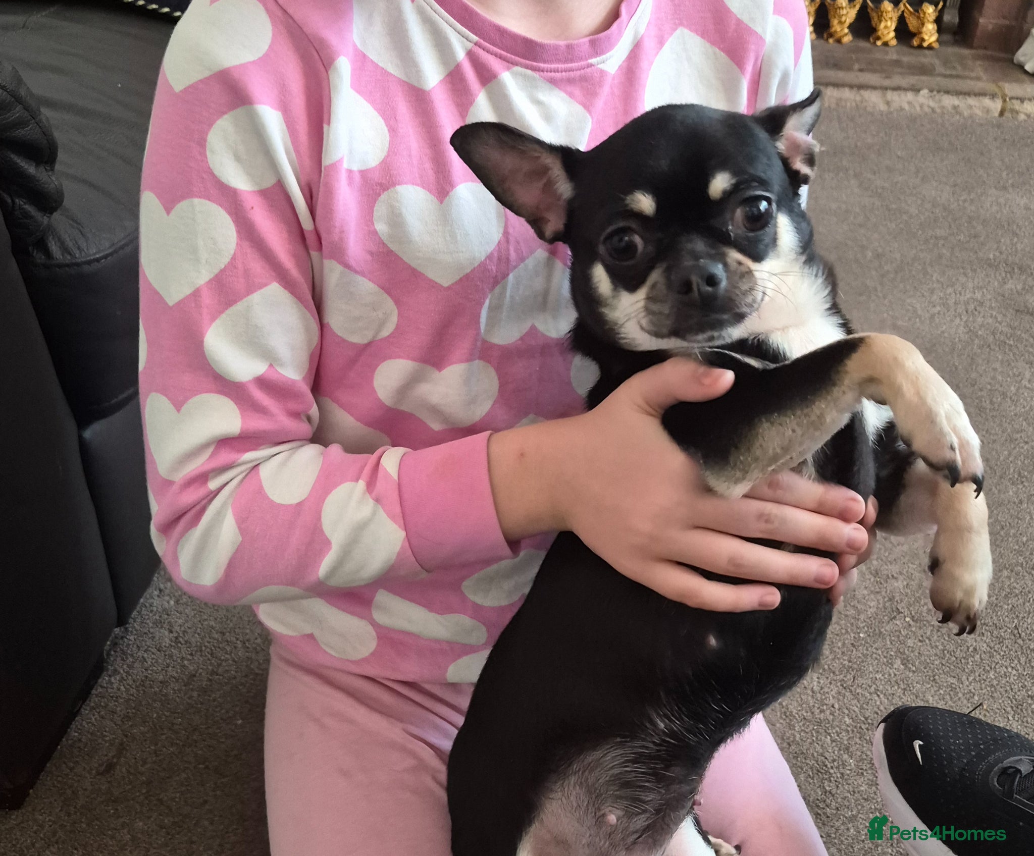 Chihuahua dogs Beautiful Chihuahua girl  - Advert 7