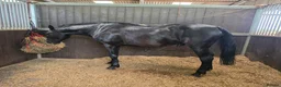Irish Sports horses for sale: Sports horse in Middlewich - Advert 4