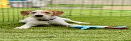 Mixed Breed dogs for adoption: Heavenly Holly - Advert 10