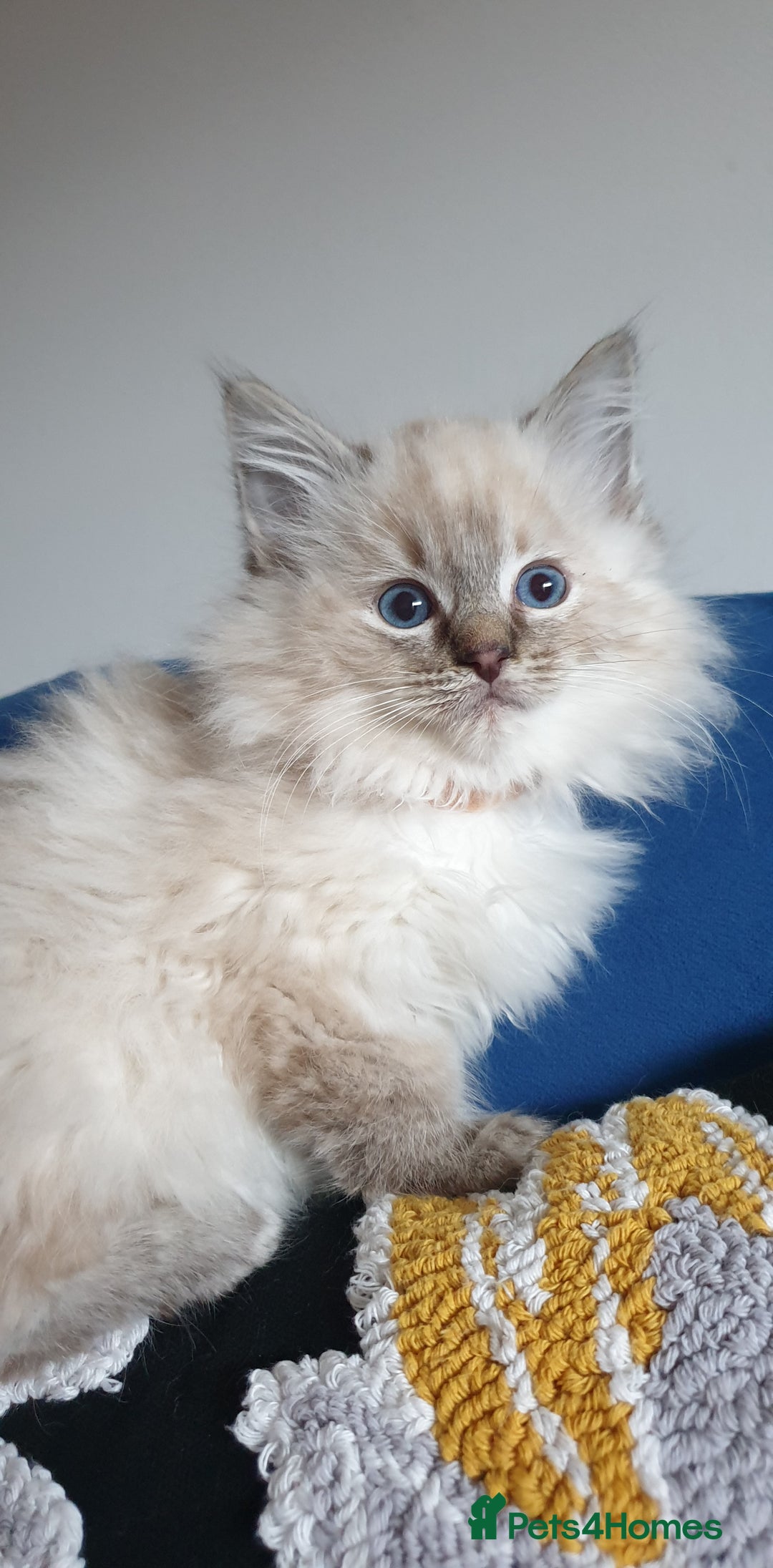 Ragdoll cats for sale: Absolutely Stunning GCCF Registered Kittens. - Advert 8