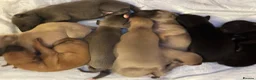 Whippet dogs for sale: Beautiful  KC whippet puppies  - Advert 7