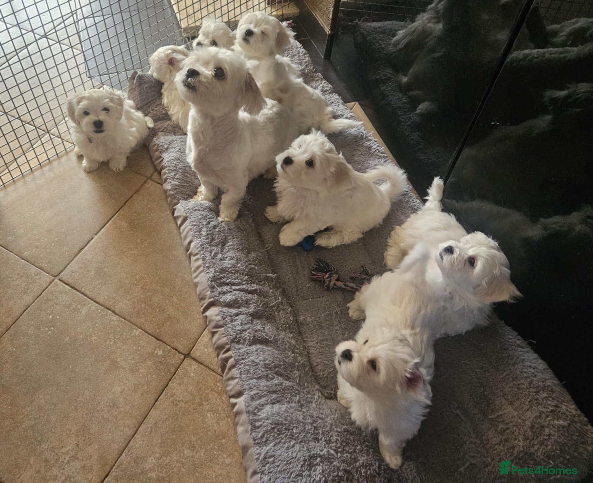 Maltese dogs Adorable Maltese puppies looking for forever home! - Advert 7