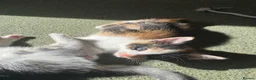Mixed Breed cats for sale: Mixed kittens  - Advert 7