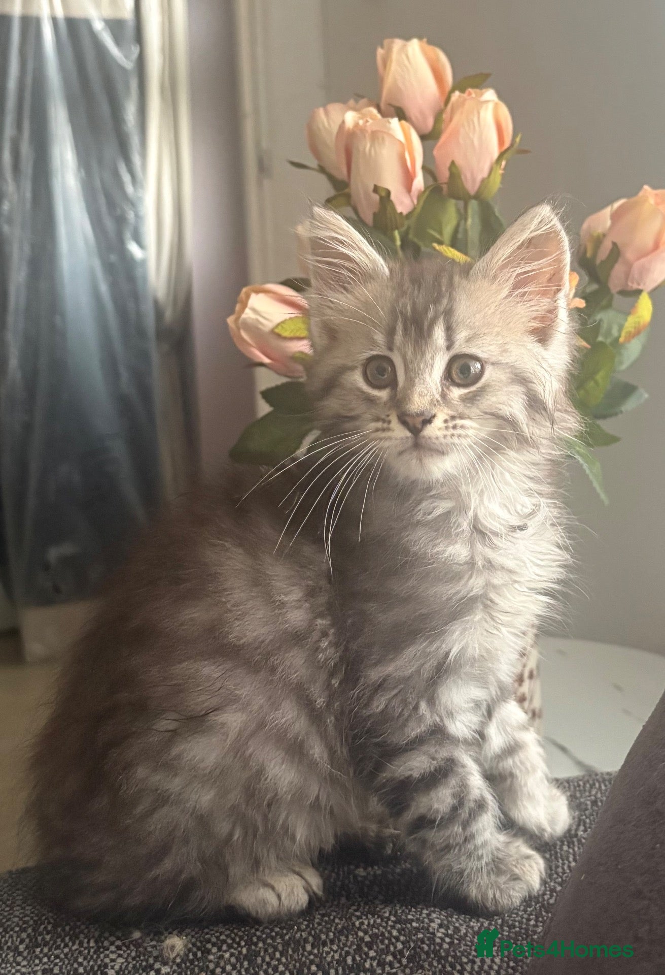 Maine Coon cats ONLY 3 BOYS REMAIN mainecoon kittens  - Advert 5