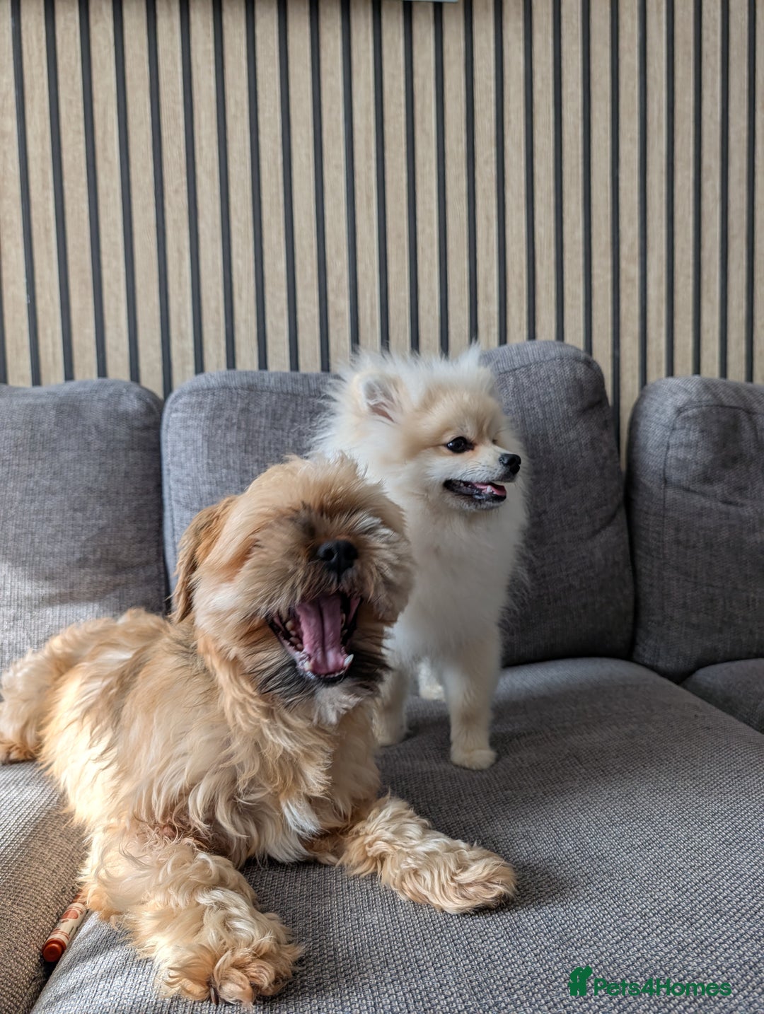 Pomeranian dogs for sale: Rehoming required for our two brothers.  - Image 4
