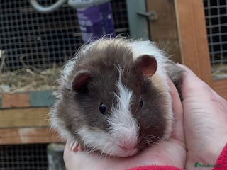 Guinea Pig rodents Bonded pair of baby guinea pigs - Advert 21