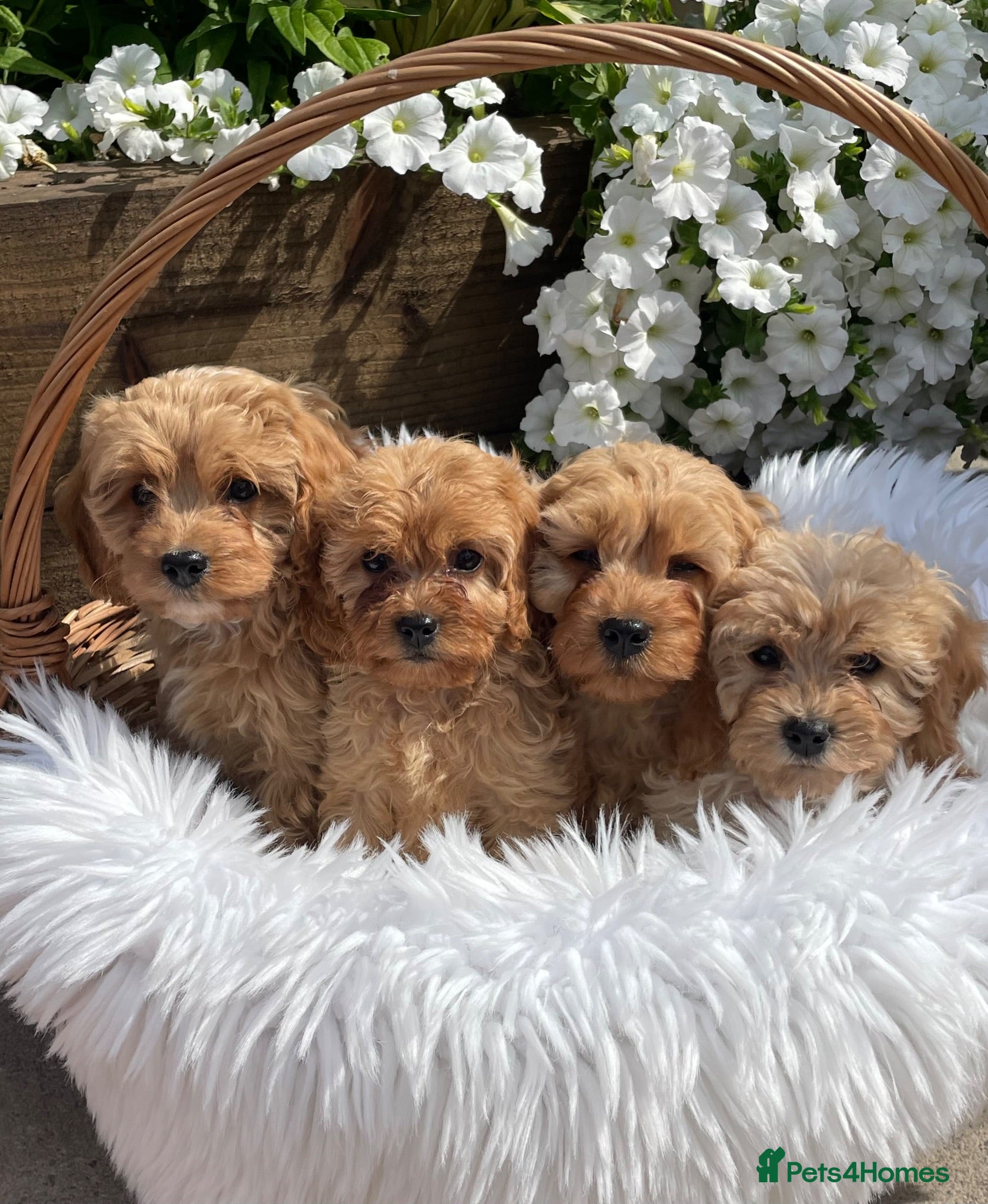 Cavapoo dogs F1 Cavapoo  - Advert 3