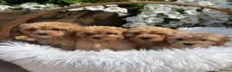 Cavapoo dogs for sale: F1 Cavapoo  - Advert 1