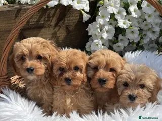 Cavapoo dogs F1 Cavapoo - Advert 3