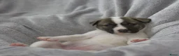 Mixed Breed dogs for sale: F1 American Bulldog x American Akita Puppies in London - Advert 17