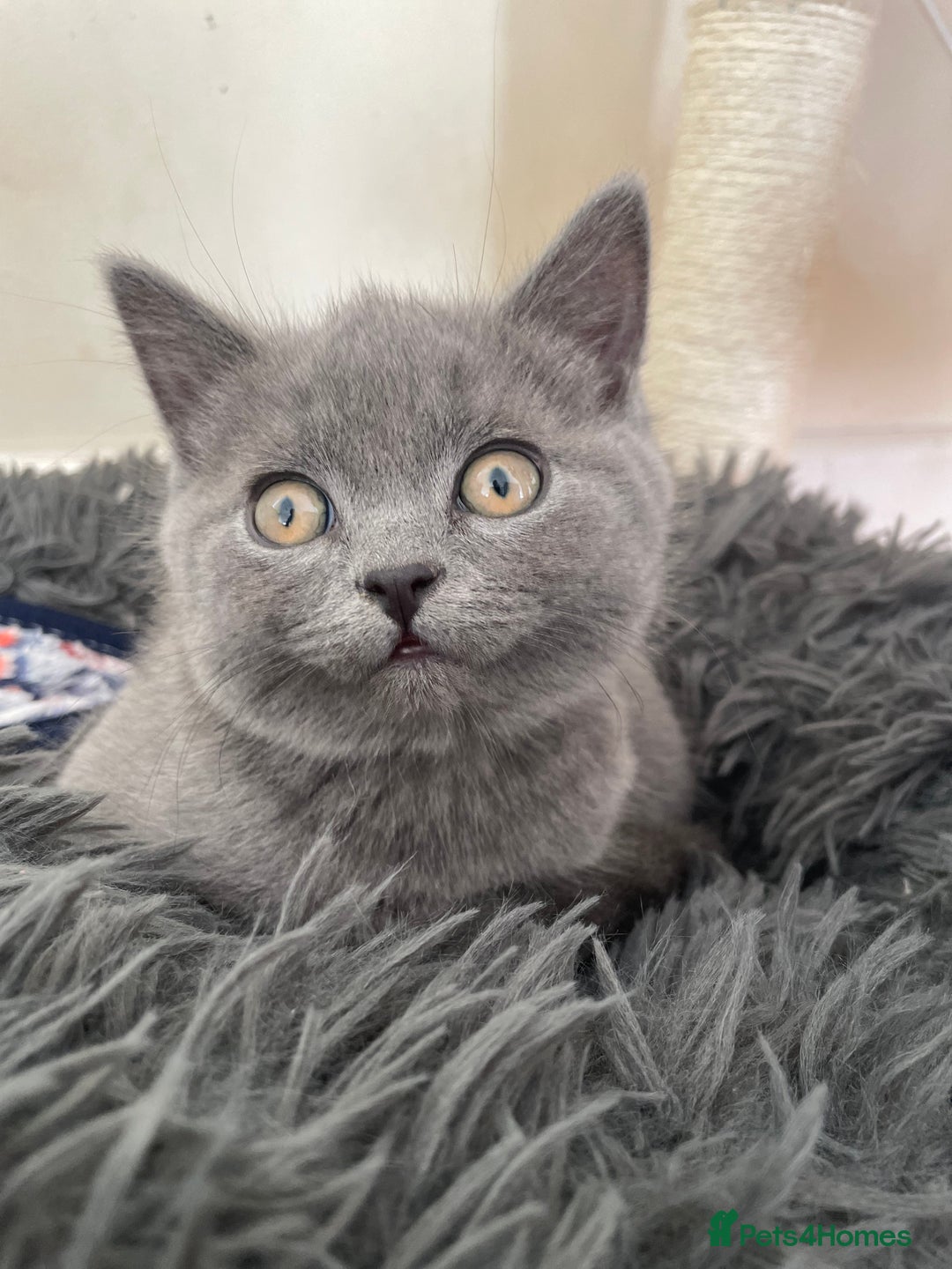 Russian Blue cats for sale: Gorgeous Russian blue/British Shorthair kittens - Advert 20