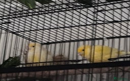Canaries birds for sale: Canary pair for sale - Image 1