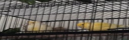 Canaries birds for sale: Canary pair for sale - Advert 1