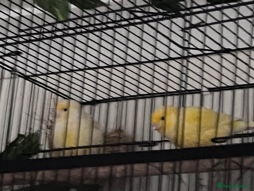 Canaries birds for sale: Canary pair for sale - Image 1