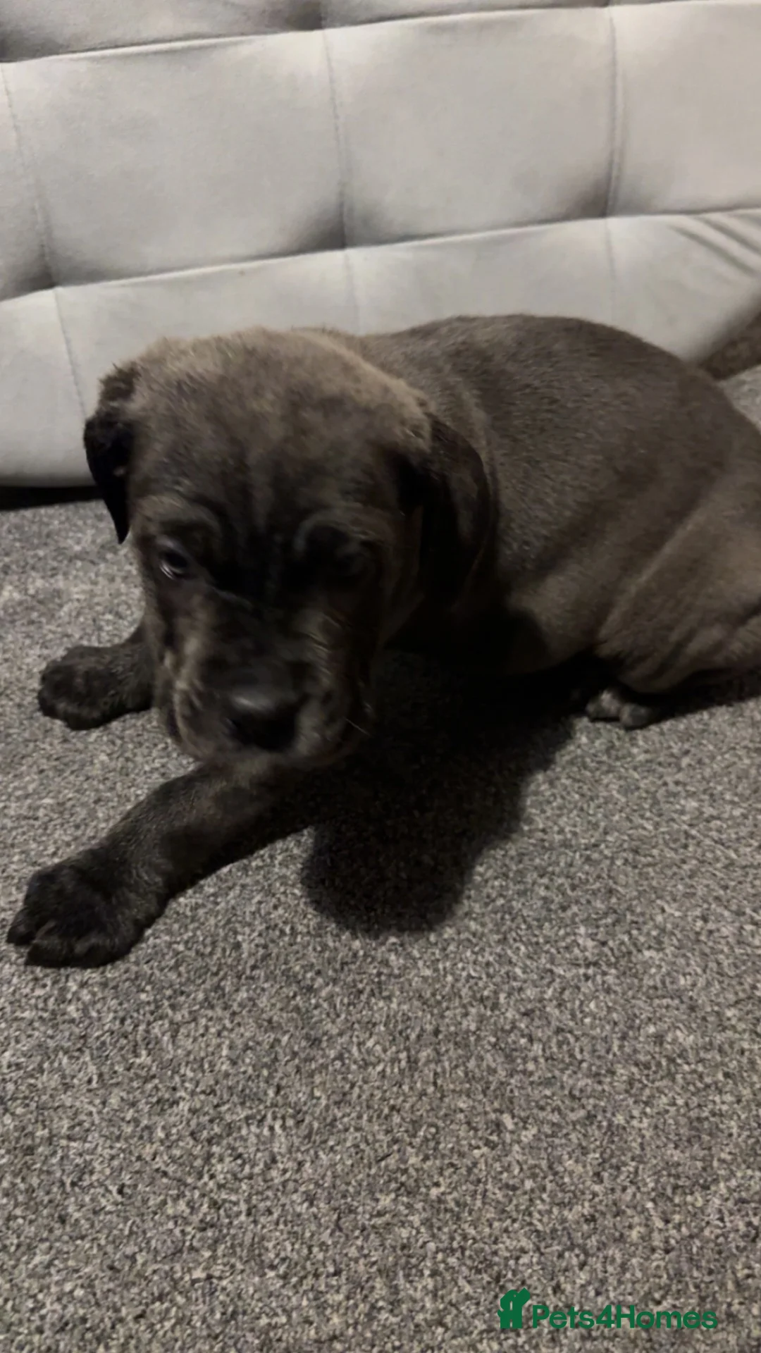Cane Corso dogs for sale: cane corso puppies  in Leeds - Advert 1