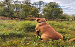 Labrador Retriever dogs for sale: ***LAST 2 BLACK & FOX RED BOYS*** - Image 12
