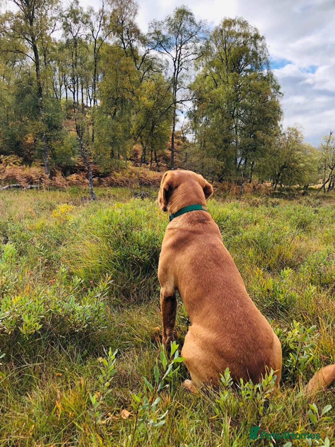 Labrador Retriever dogs for sale: ***LAST 2 BLACK & FOX RED BOYS*** - Image 12