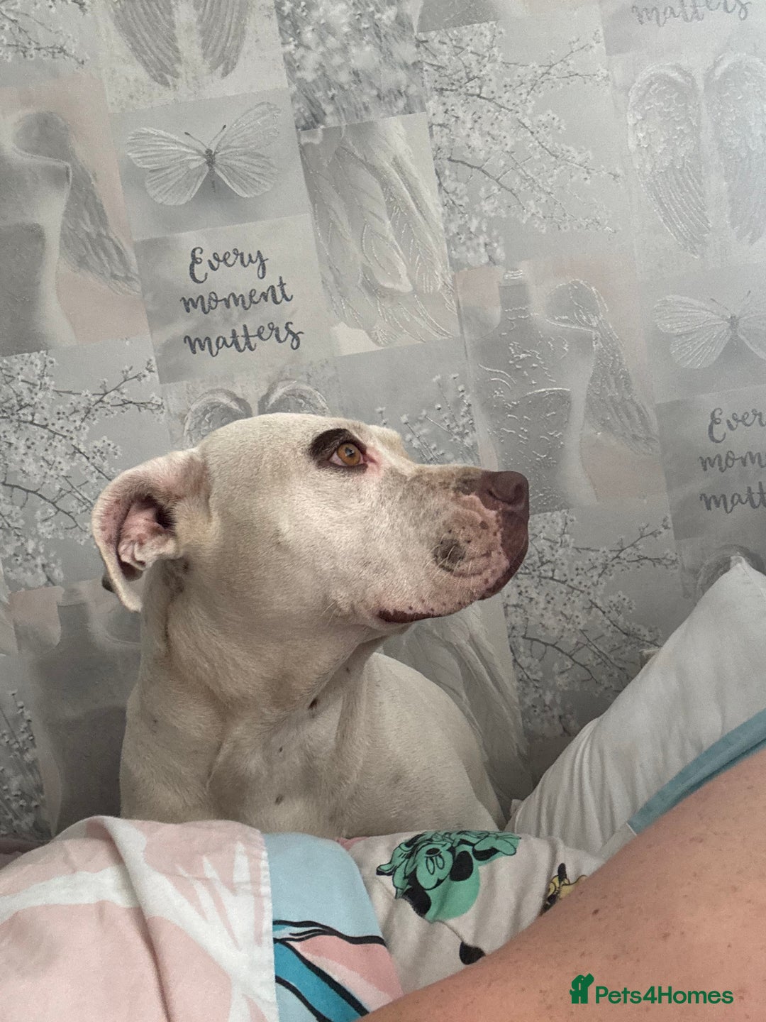 American Bulldog dogs for stud: Lovely amazing dog - Image 5