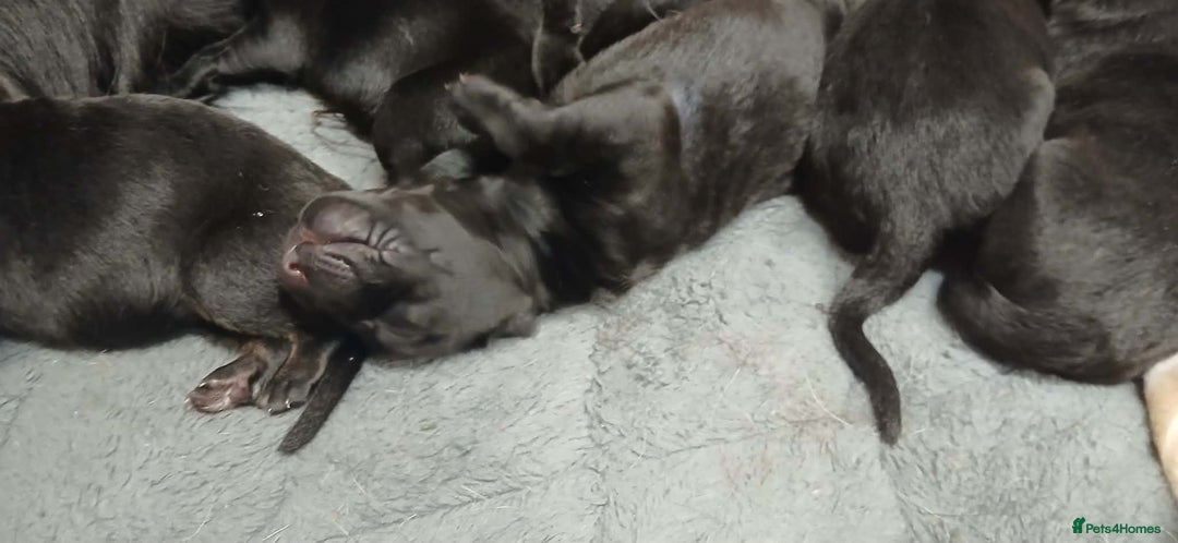 German Shepherd dogs for sale: German shepards puppies - Advert 4