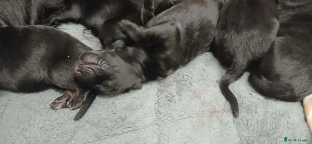 German Shepherd dogs for sale: German shepards puppies - Advert 7