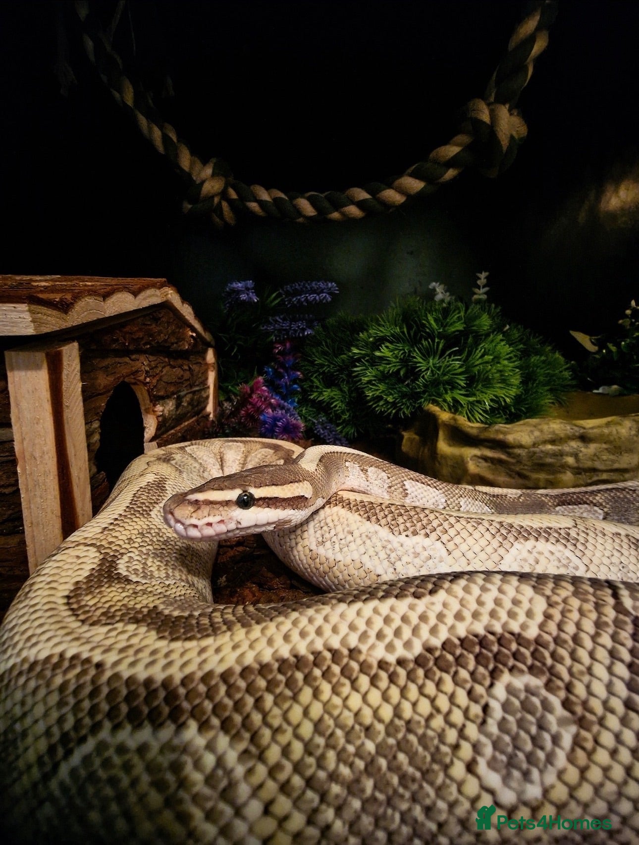 Python Snake reptiles Enchi pastava CB20 royal python  - Advert 16
