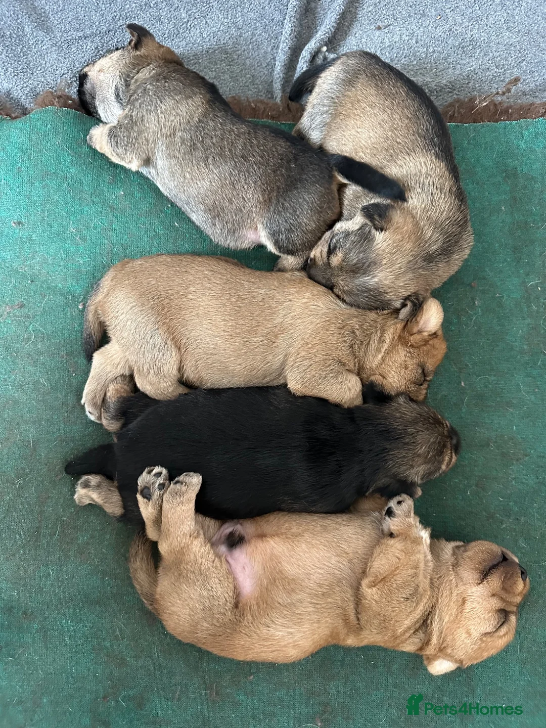 Norfolk Terrier dogs for sale: Norfolk X Puppies  - Advert 2