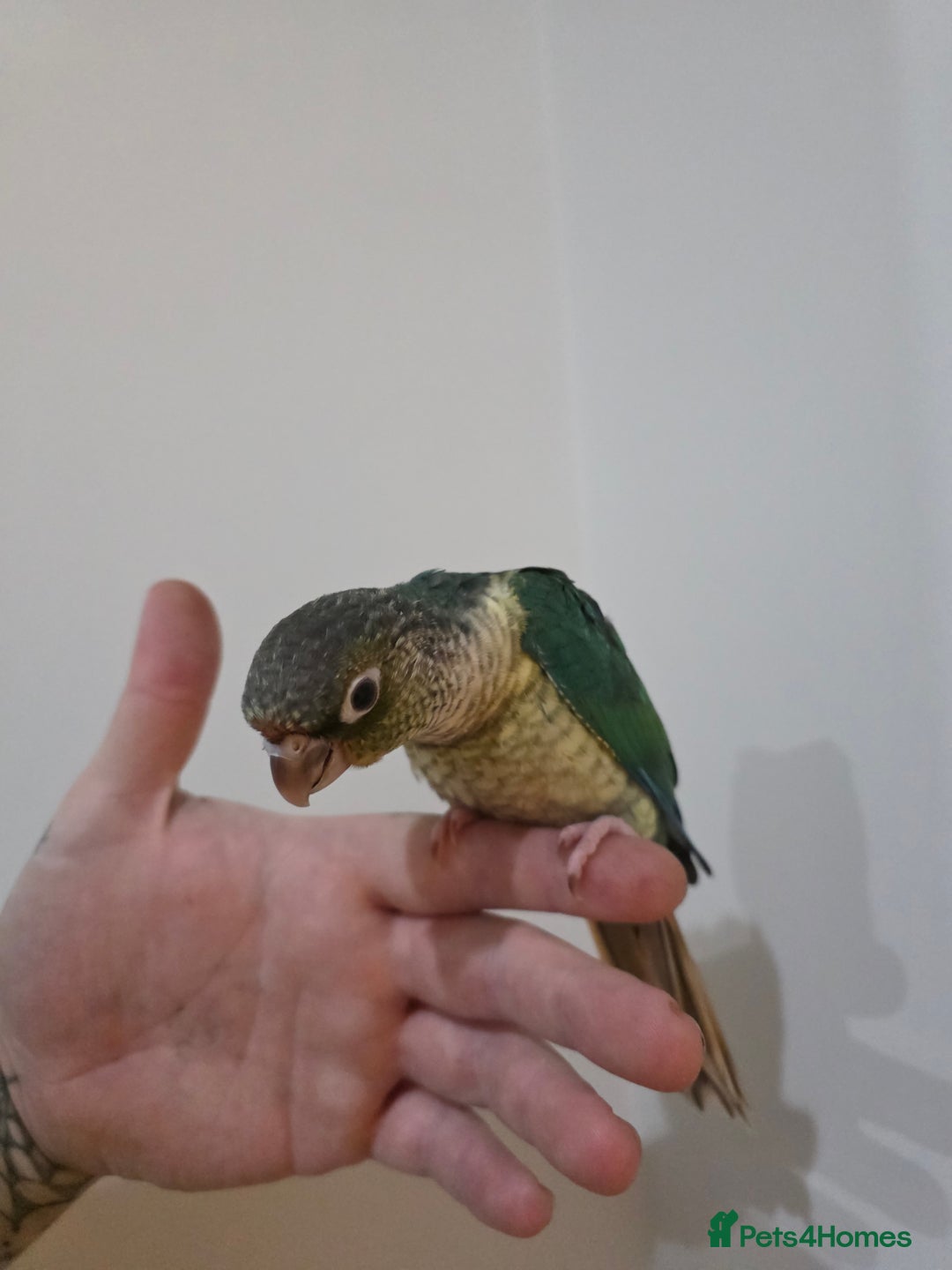 Conures birds for sale: Hand reared conure - Advert 3