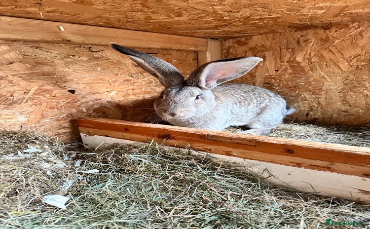 Continental Giant rabbits - Advert 1