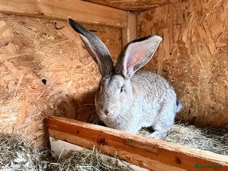 Continental Giant rabbits - Advert 2