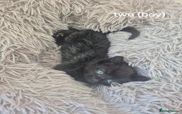 Domestic Shorthair cats for sale: Black and Tabby kittens - Image 9