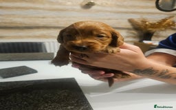 Cockapoo dogs for sale: F2 cockapoo boys 1 left available  - Advert 18